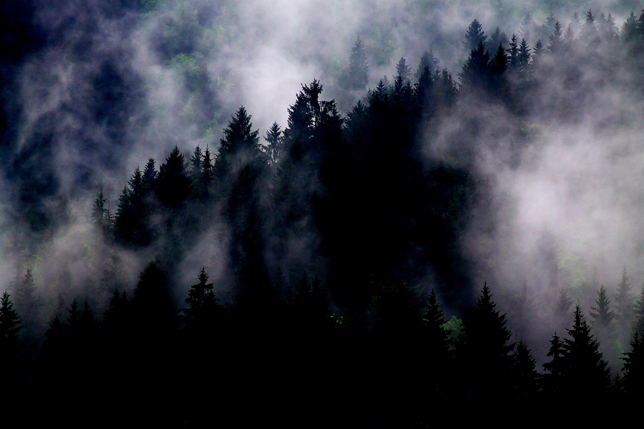 Foggy Mountain Forest