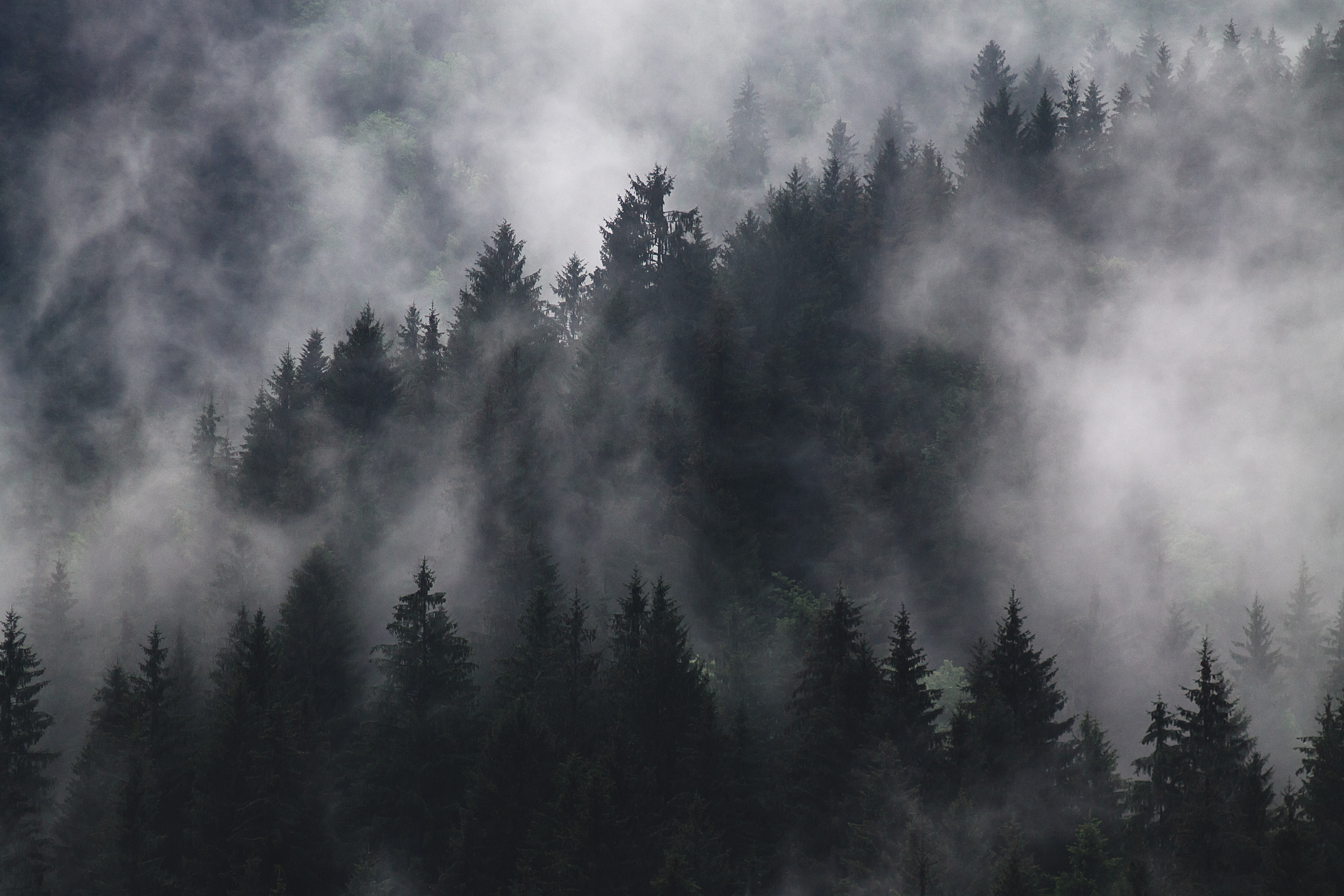 Foggy Mountain Forest